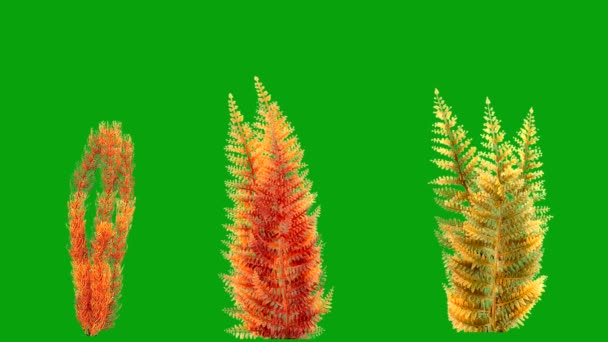 Graphiques Mouvement Des Plantes Sous Marines Avec Fond Vert — Video