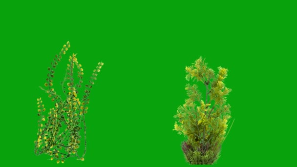 緑の画面の背景を持つ水中植物のモーショングラフィックス3 — ストック動画