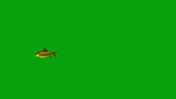 緑の画面の背景と金色の魚の動きのグラフィックを泳ぐ — ストック動画