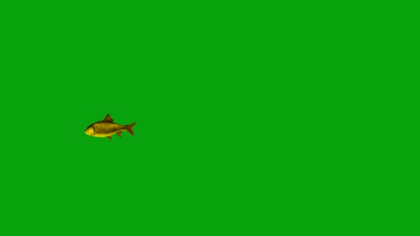 Nage couleur dorée poissons motion graphiques avec fond d'écran vert 