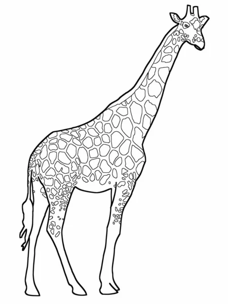Giraffe beautiful digital artwork on plain white background