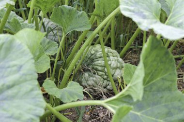 Ormanlıkta yetişen yeşil bir balkabağı.