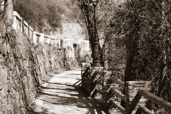 Orman yolunda yaşlı ağaç, kahverengi monokrom