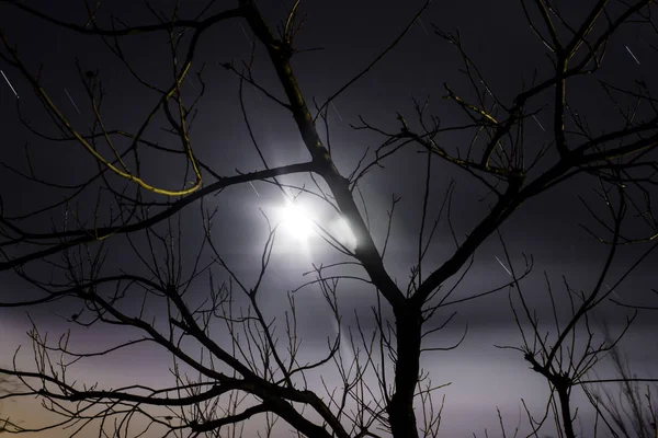 Φεγγαρόφωτο μέσα από ένα δέντρο σε μια ανοιχτή φθινοπωρινή νύχτα — Φωτογραφία Αρχείου