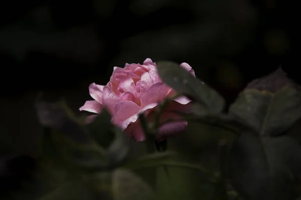 Pembe gül arka plandaki yapraklar arasında izole edilmiş.