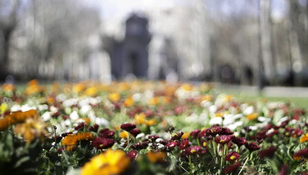 Çiçekler odaklanmamış arka plan ile ön planda