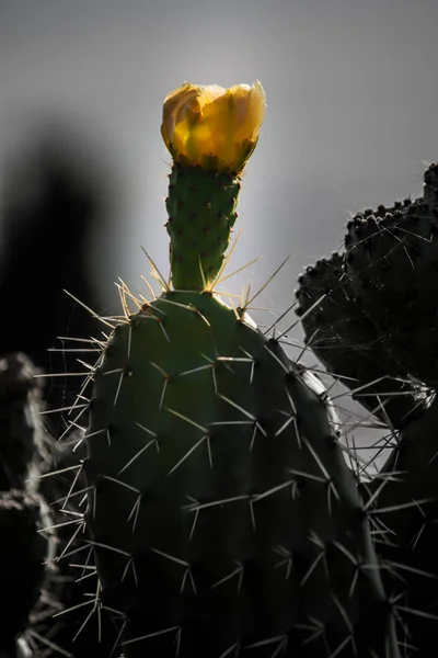 Крупный план кактуса с желтым цветком — стоковое фото