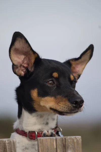 Zbliżenie małego psa rasy ze spiczastymi uszami — Zdjęcie stockowe