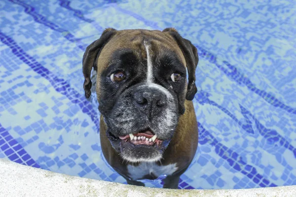 Buldog cinsi havuzdan çıkıyor.