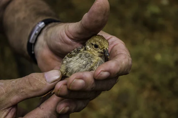 Keklik yaşlı bir adamın ellerinde yetişiyor.