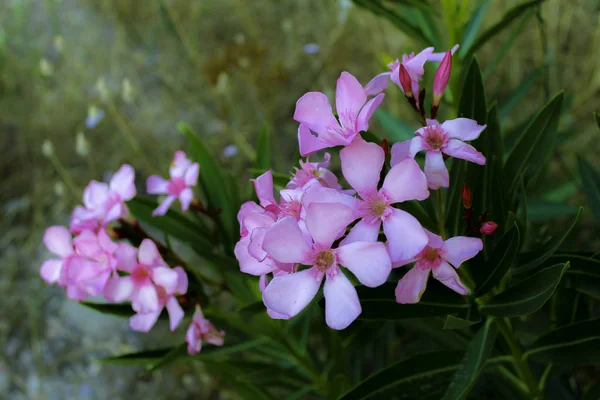 Beş taç yaprağıyla açan pembe çiçeklerin yakın çekimi