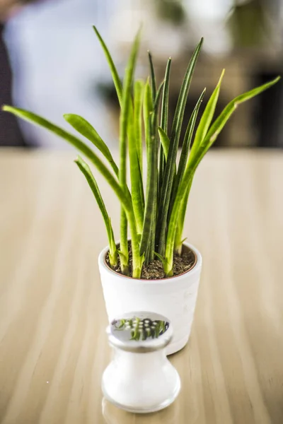 Modern bir saksıda Yeşil Tiny Plant