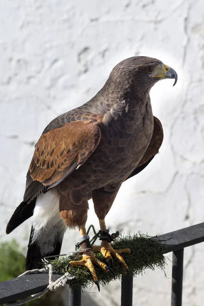 Golden eagle perched on a rail