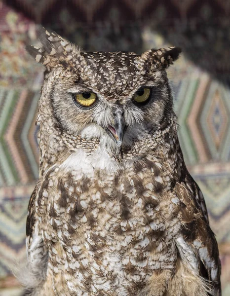 close-up of an Great hornet owl