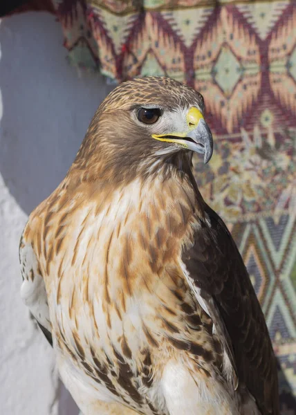 close-up of a red-tailed hawk staring off