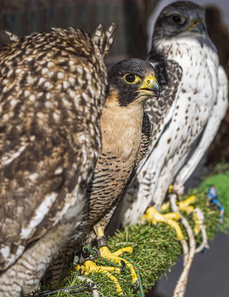 close-up of an iberian peregrine falcon
