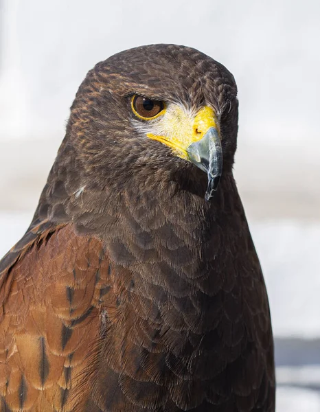 close-up of a golden eagle\'s head facing