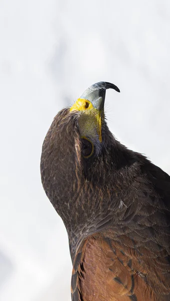 close-up of a golden eagle\'s head facing