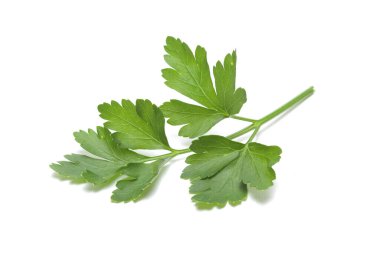 Hoja de perejil aislada