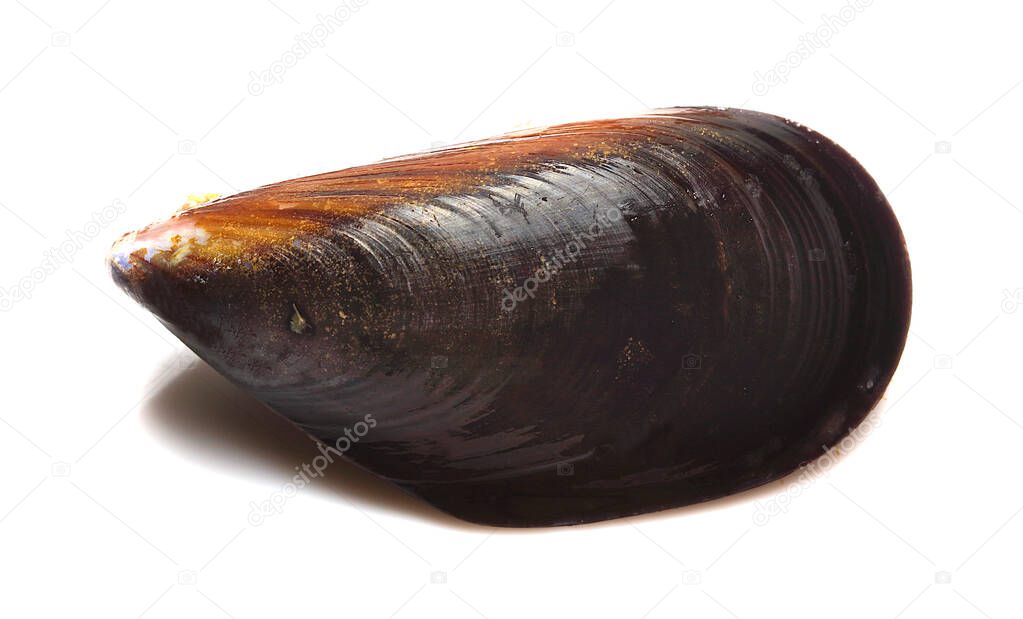 isolated and fresh mussel