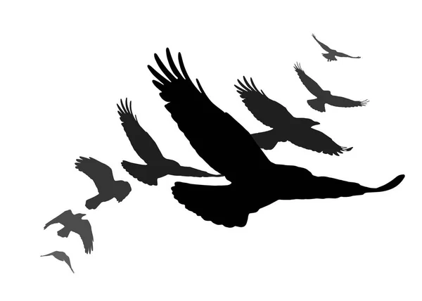 Conjunto de siluetas negras aisladas con cuervos — Vector de stock