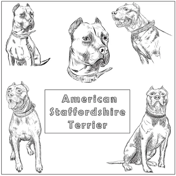 Dibujo a mano alzada ilustración de American Pit Bull Terrier , — Vector de stock