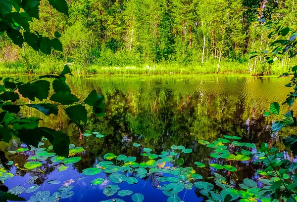 Sosnovy Bor Stad Leningradregionen Ryssland Park Sosnovy Bor — Stockfoto