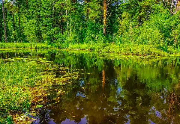 Sosnovy Bor Stad Leningradregionen Ryssland Park Sosnovy Bor — Stockfoto