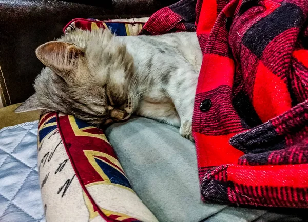 Gato Está Durmiendo Quién Trabaja Está Allí — Foto de Stock