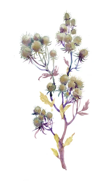 Blumen Aquarell Illustration — Stockfoto