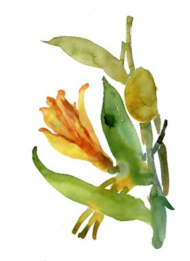 çiçek suluboya resim