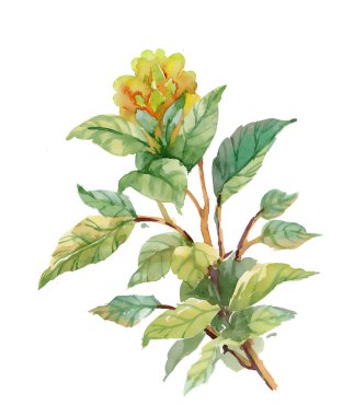 çiçek suluboya resim