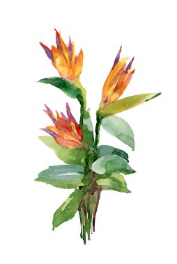 Çiçekler suluboya çizimi