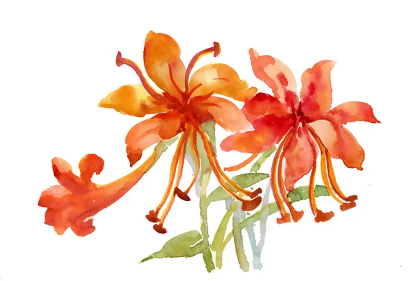 Flores acuarela ilustración — Foto de Stock
