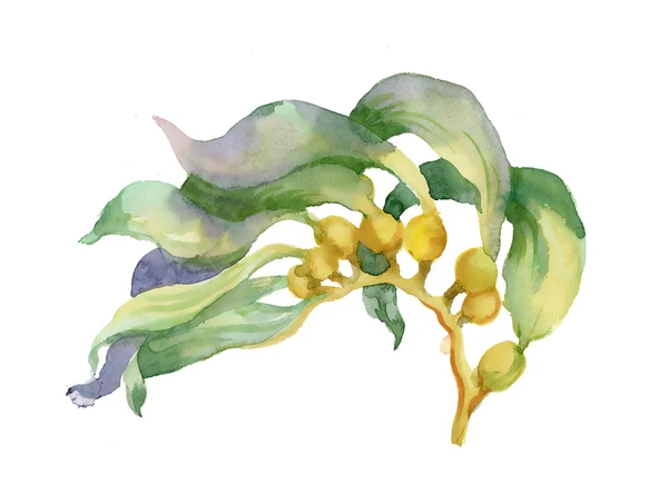 Illustrazione acquerello fiore — Foto Stock