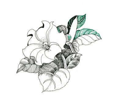 beyaz arkaplanda çiçek