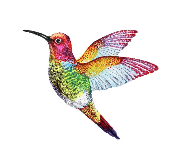 Illustrazione di uccelli colorati — Foto Stock