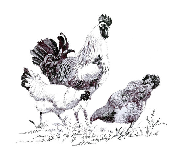 illustration of rooster and hens