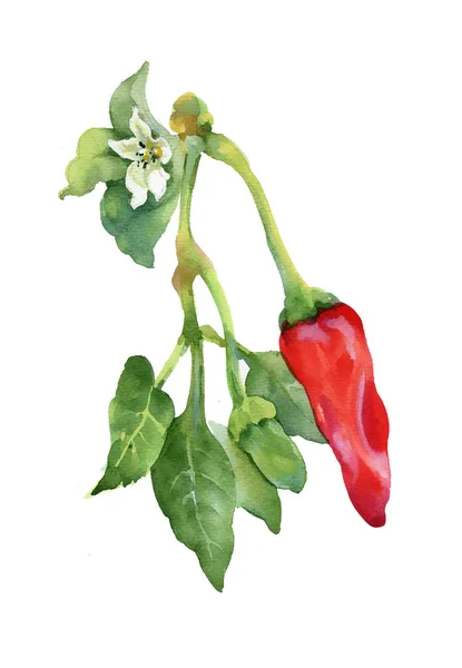 Peppar växten med blomma och peppar — Stockfoto