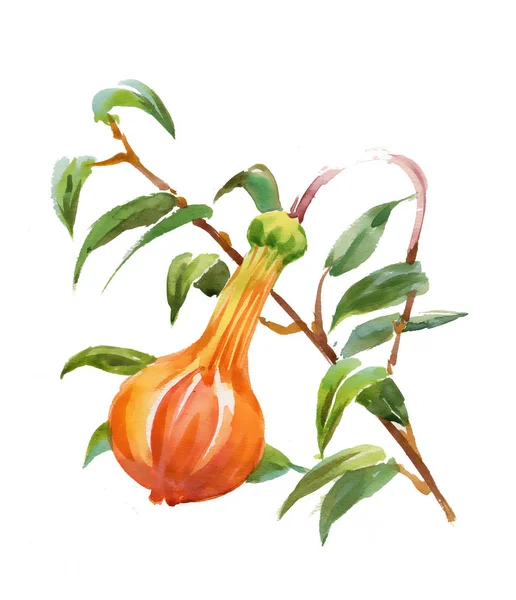 Zweig mit Orangenblüte — Stockfoto