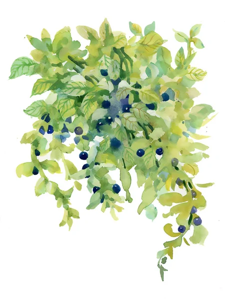 Zweig grüner Blätter mit blauen Beeren — Stockfoto