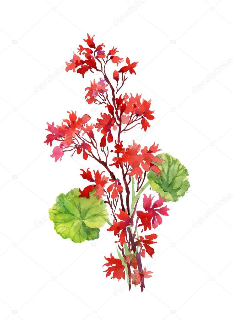  branch of red flowers on white