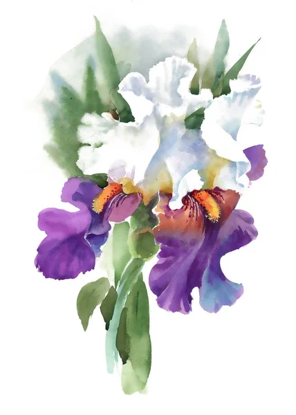 Watercolor  iris flower — Stock Photo, Image