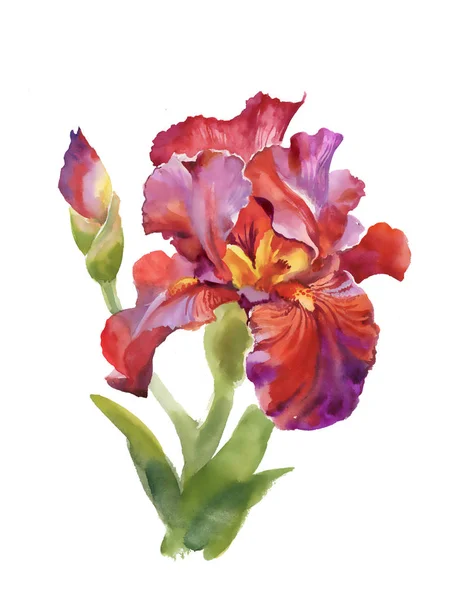 Watercolor  iris flower — Stock Photo, Image
