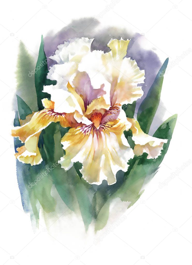 Watercolor  iris flower