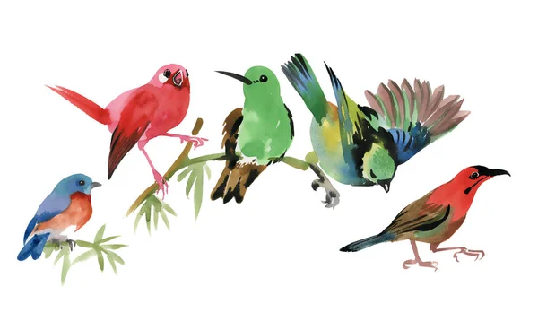 Dal üzerinde renkli küçük kuşlar — Stok fotoğraf