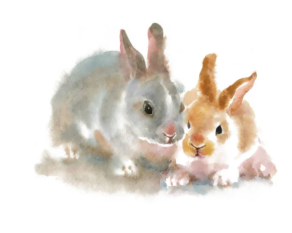 Iki sevimli tavşan — Stok fotoğraf
