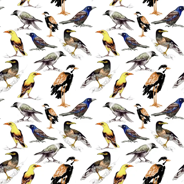 Tle dzikich ptaków — Zdjęcie stockowe