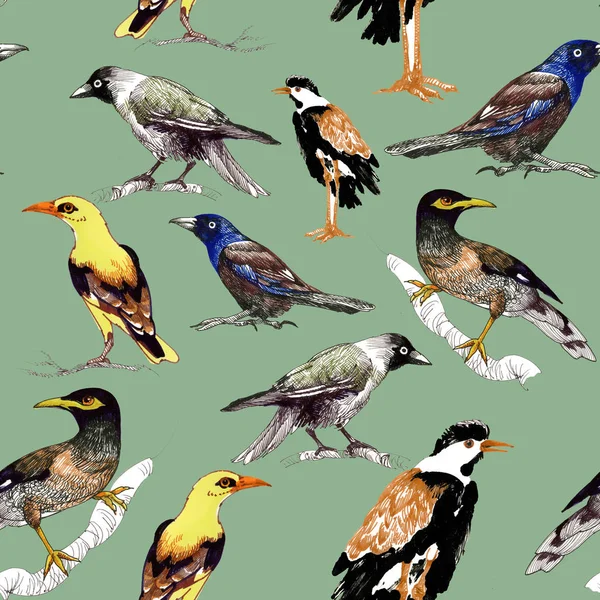 Wild birds background — Stock Photo, Image