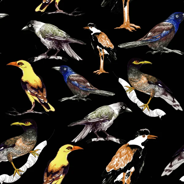 Volně žijících ptáků pozadí — Stock fotografie